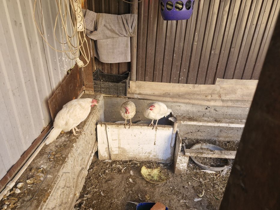 Продам куры и петухи домашные