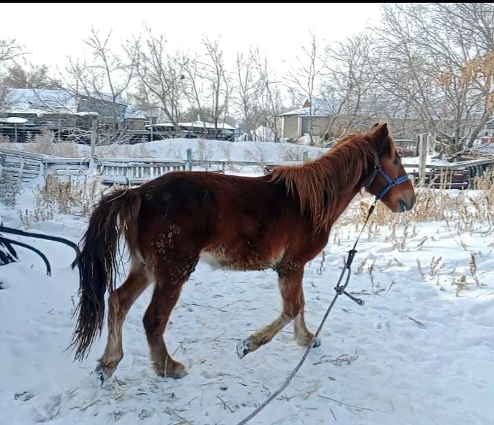 Продам таи жеребчика