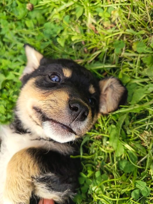 Adoptie pui caine