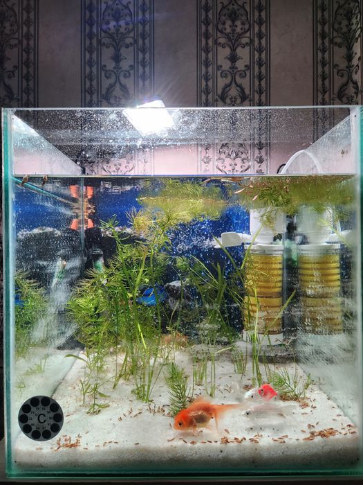 Yangi akvarium 60l