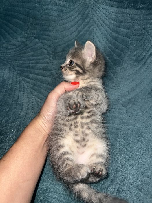 Шотландец мальчик 1,5 месяца