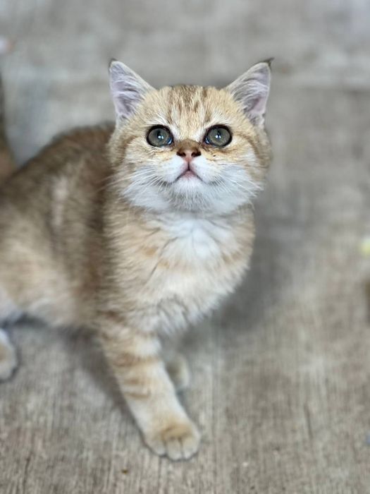 Britan mushukchalar    Бринтанские котятя