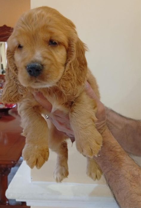 Cocker spaniel auriu