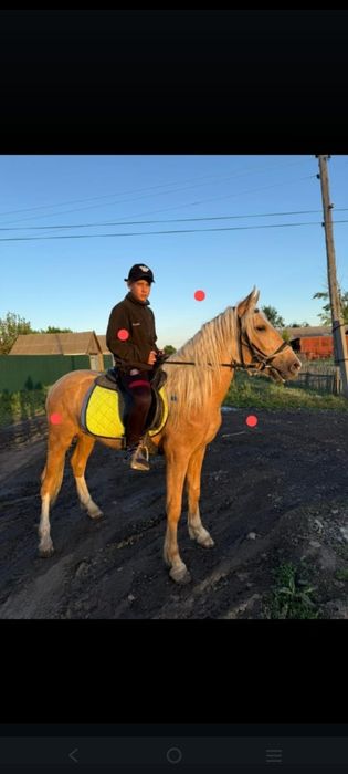 Продам жеребца!Аль-Лазаль!