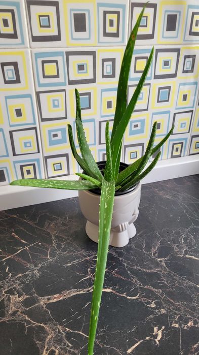 Продам рео,хлорофитум, алоэ