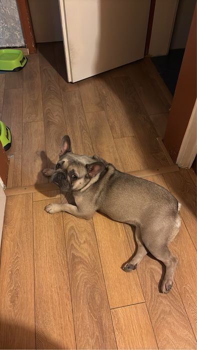 Френски булдог женски