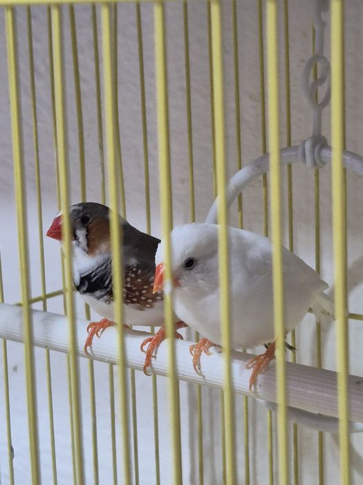 Амадины без клетки