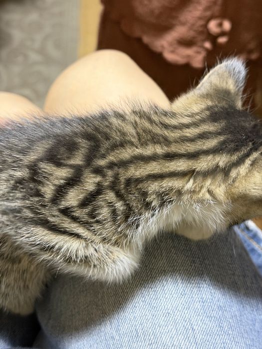Отдам котят в добрые руки!