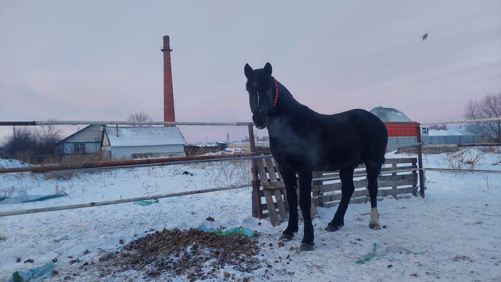 Жылқы 5жас сатылады
