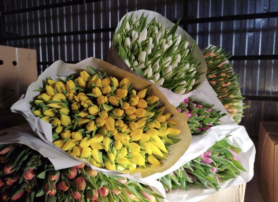 Тюльпаны ОПТОМ И В розницу предзаказ доставка цветы