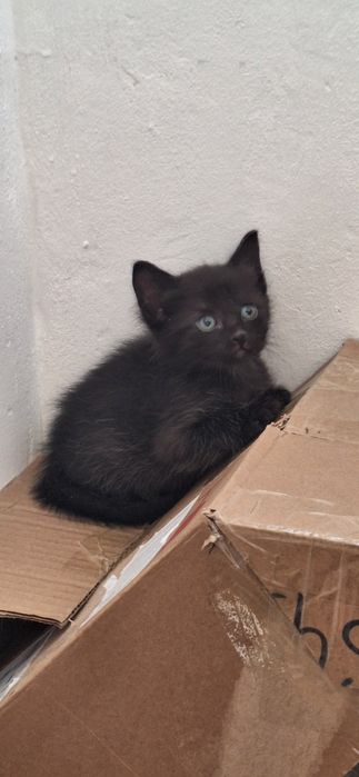 Только в надёжные, добрые руки!