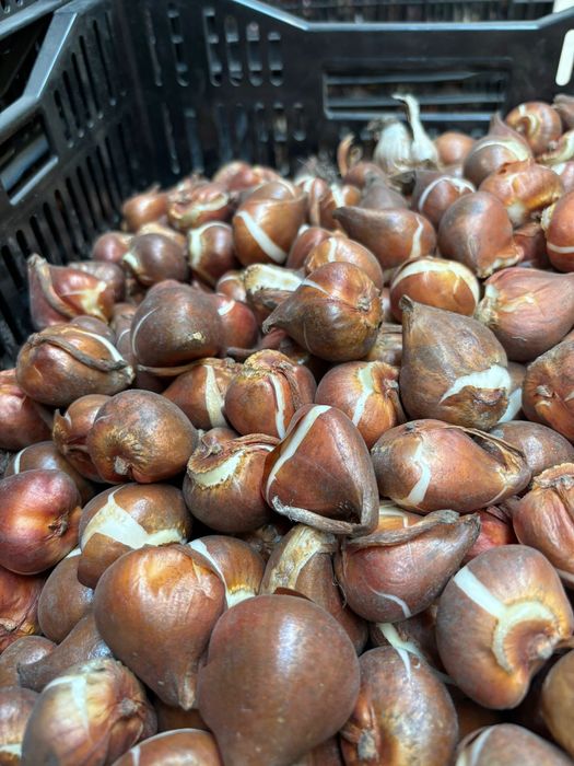 Bloom Flower | Қызғалдақ пиязшықтары (луковиц тюльпандары)