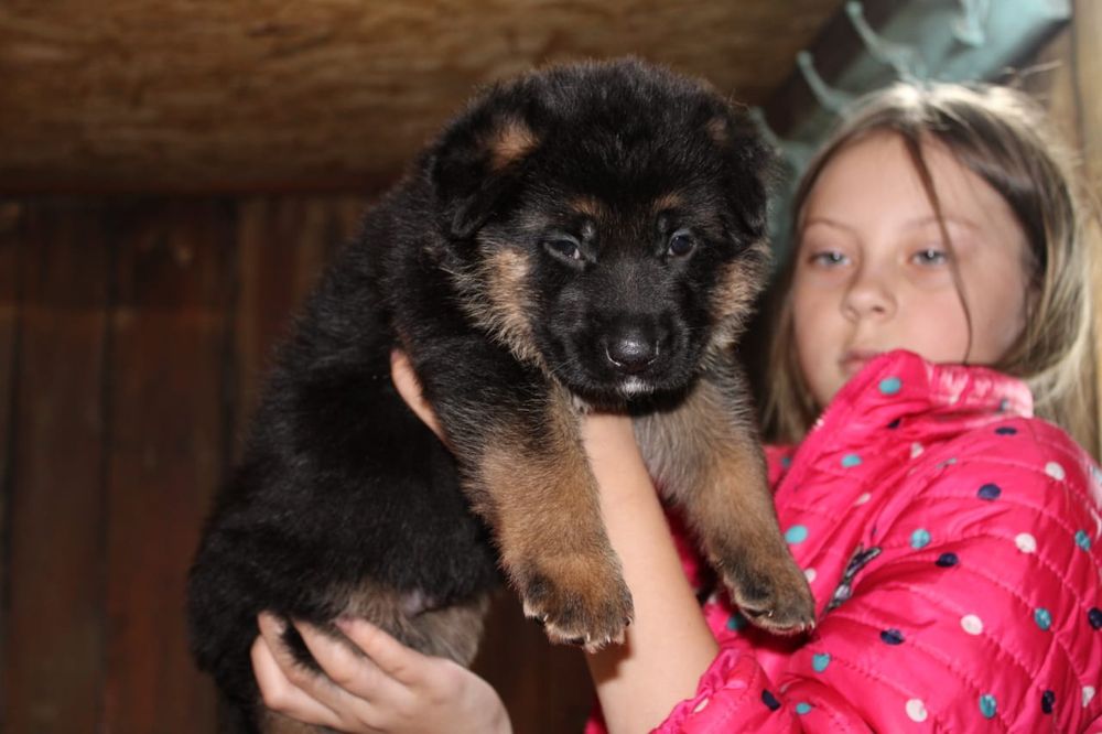 Вязка немецкой овчарки(появился к продаже алиментный щенок, кобель))