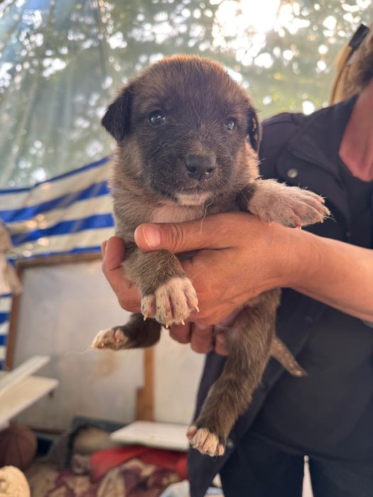 Животные собаки щенки