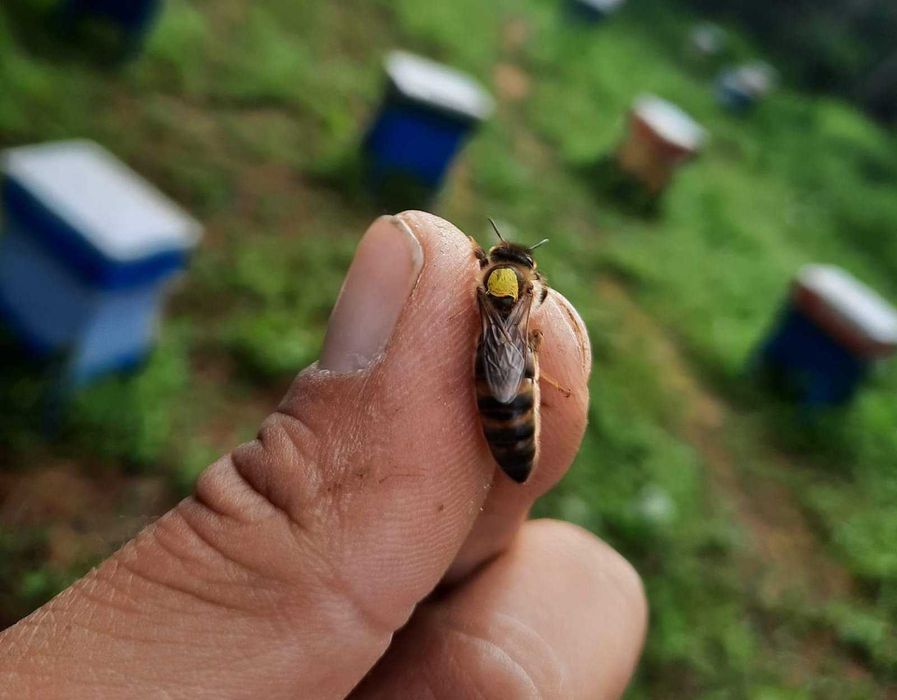 Пчелни  отводки и майки 2026