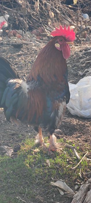 Продам карликовых петушков