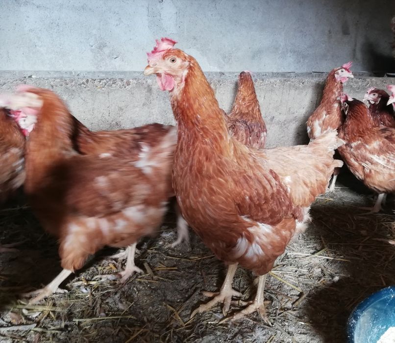 Кокошки носачки Ломан Браун за яйца, петли,ярки,пилета