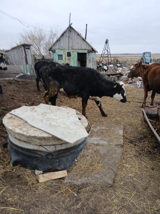 1 бычок 2 телка продам