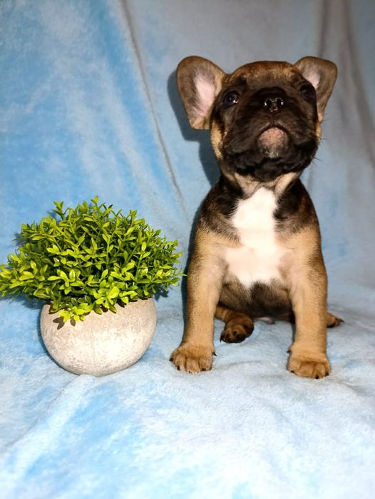 Французский бульдог