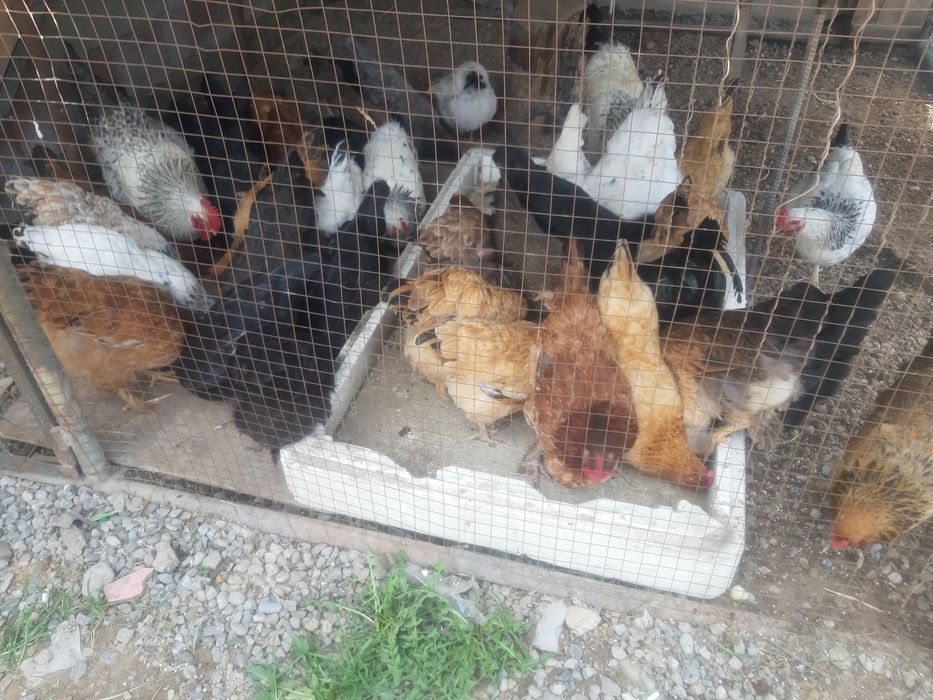 Домашни  Курица.