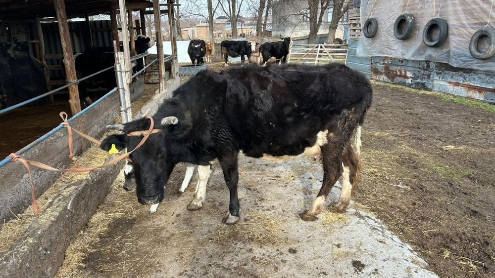 Сауынды сиыр бар сатылатын