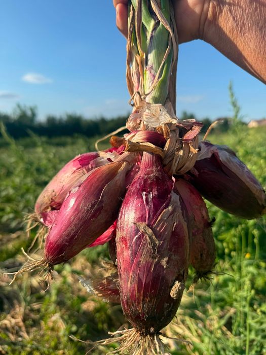 Ceapă de apă /Ceapa roșie
