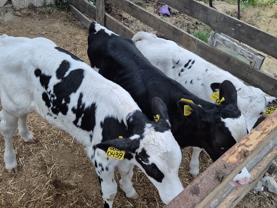 Продам телята  бычков.чистый 12 дней