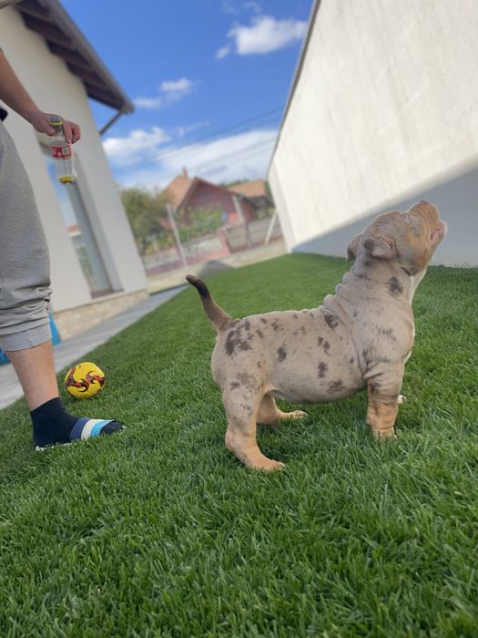 Catei American bully pocket