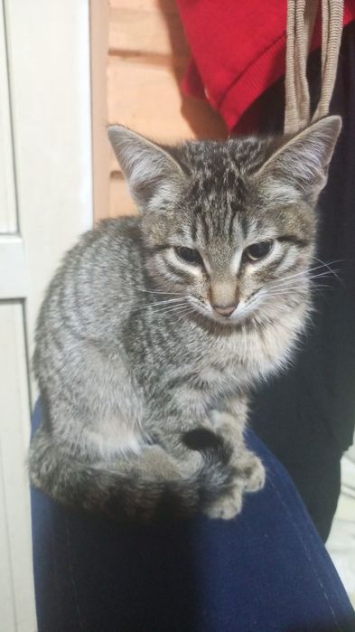 Котята в добрые ручки