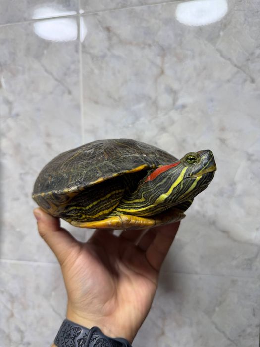 Продаётся красноухая черепаха