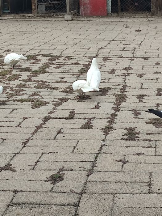 Голуби  белые  пара.