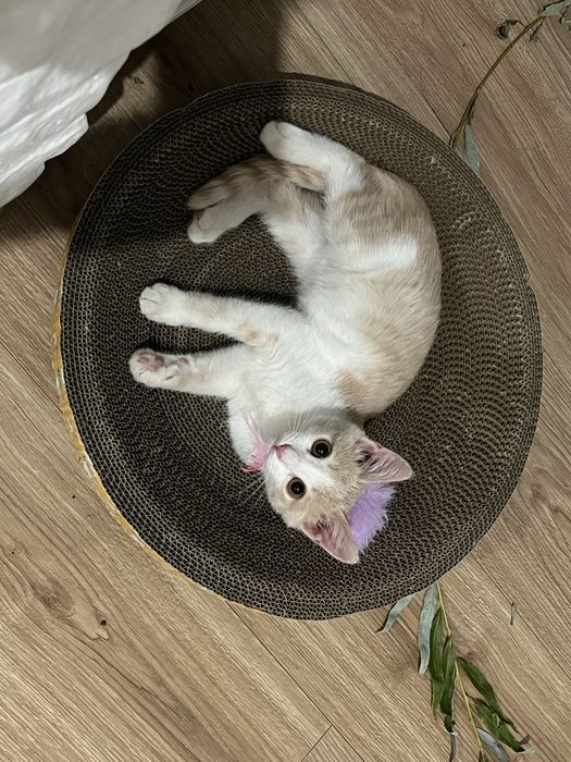 кошки в добрые руки