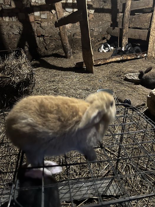 Крольчата француский баран 1месяц