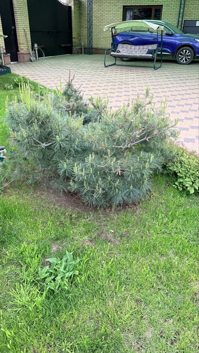 Продам карликовую сосну