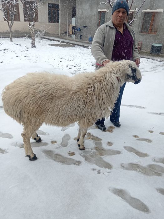Qochqor qoy Qochqor кочкор кой куй
