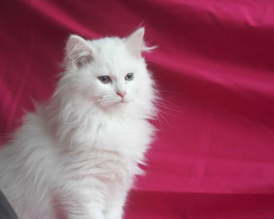 Pisica Siberiana - Felisa Autorizata