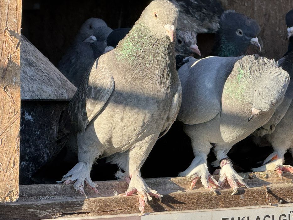 Takla jucatori turcești calitate garantată de joc