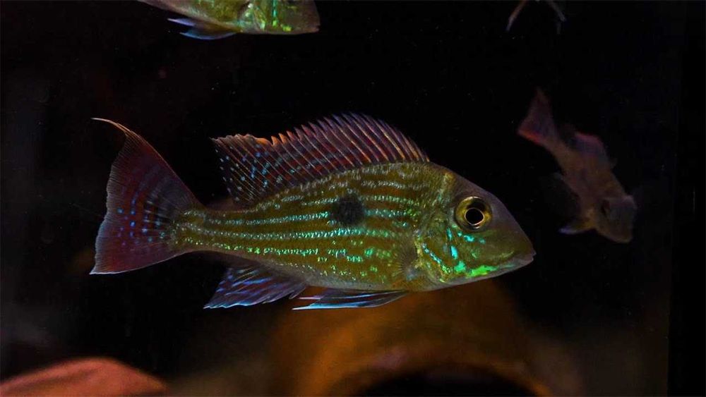 Аквариумная рыбка "Геофагус"