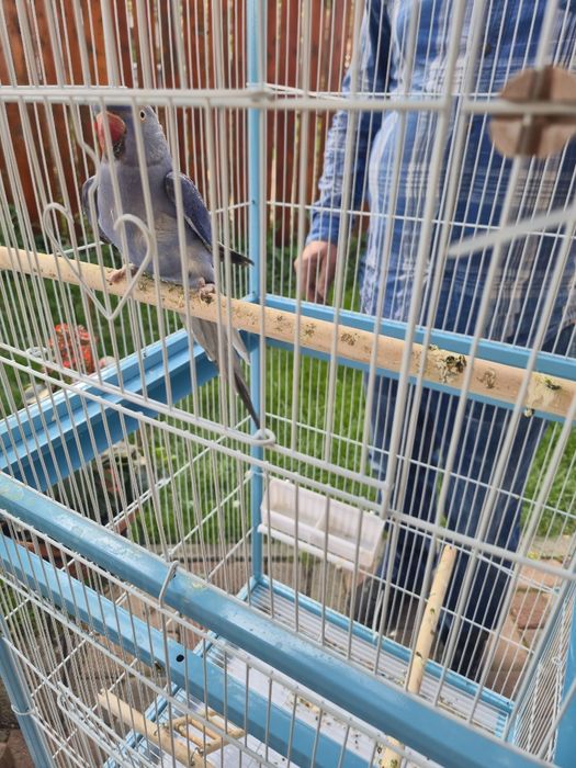 Papagal micul Alexandru