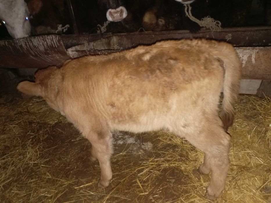 Телочка бызау сатам