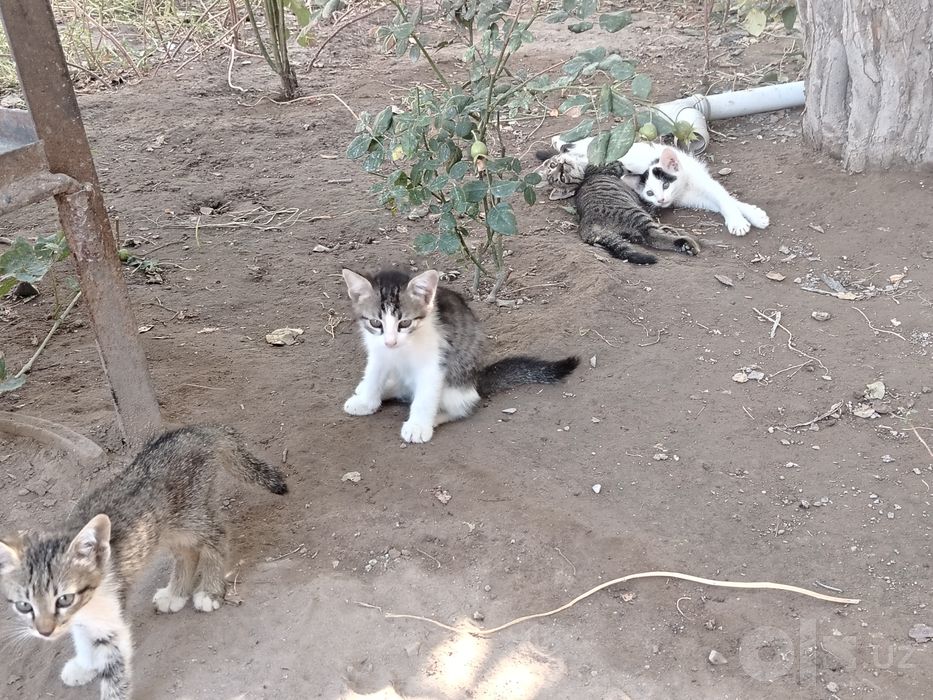 Хадяга берамиз. Домашние кошки.Отдам в харошие добрые руки!
