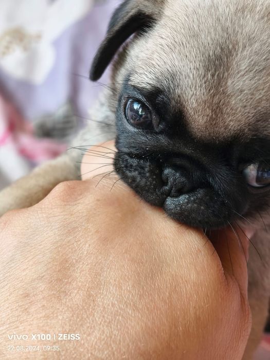 Продам щенка Мопса.