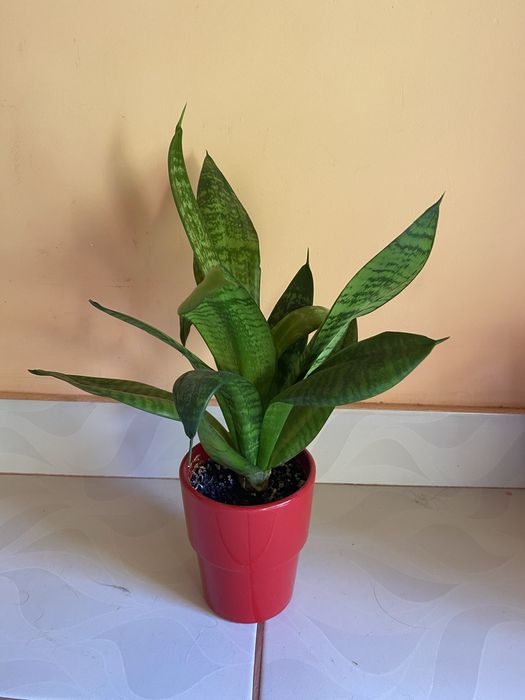 Sansevieria/Dieffenbachia/leandru