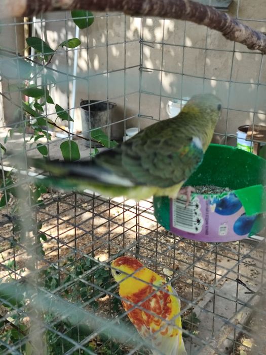 Попугай певчий  . Продам