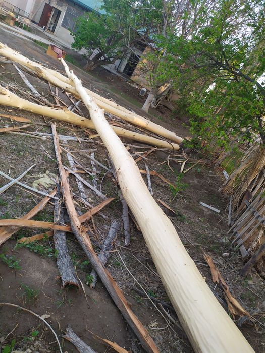 Ак Терек жайга басыуга