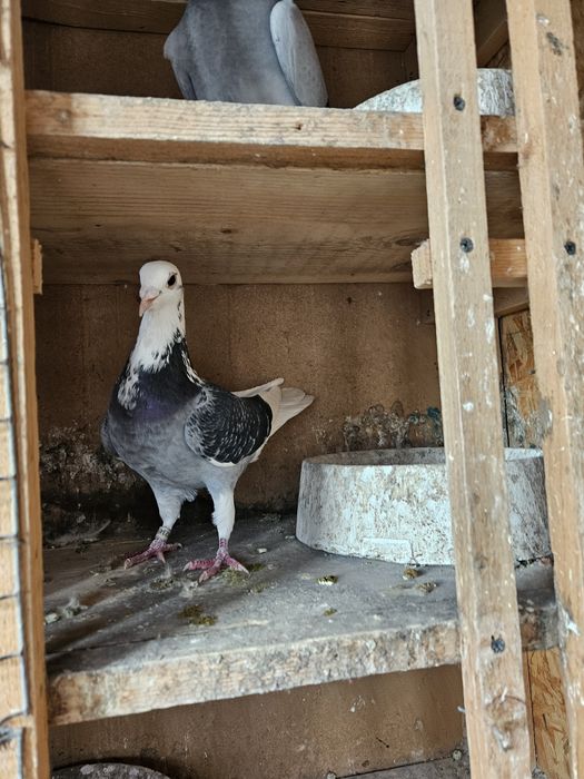 Vand porumbel mascul voiajor 2025 
Vaccinat si de