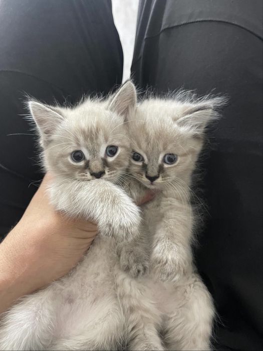 Отдам сиамскую кошечку!