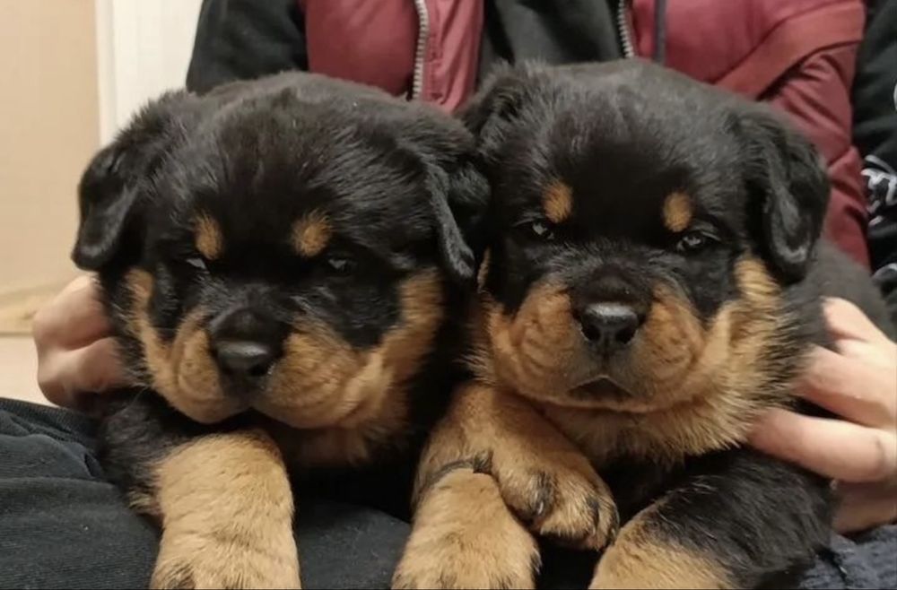 Продам щенков Ротвейлера