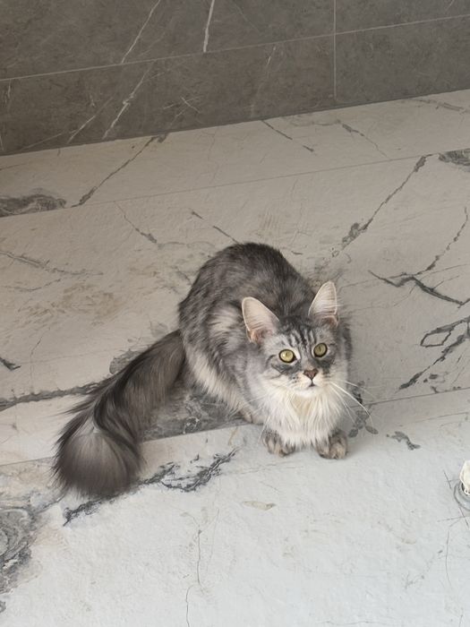 Мейнкун вязка кошка