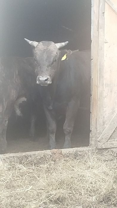 Продам быка год и семь